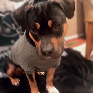 Team Page: Riley The Forever Puppy